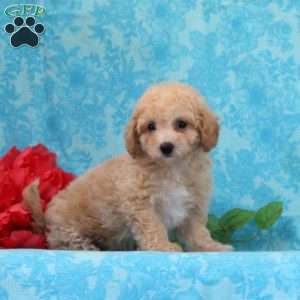 Apple, Maltipoo Puppy